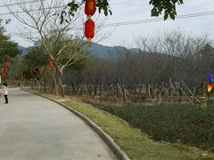 -天适樱花悠乐园