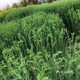 乡音呢喃 惊起几缕人间烟火