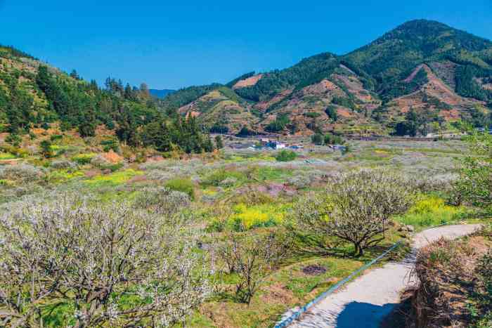 韶关九峰镇花海图片