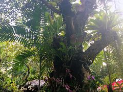 -绿光森林餐厅