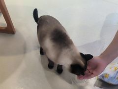 -藏猫猫咖啡主题馆(中央大道店)