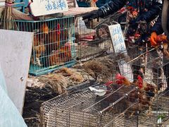 -蒲河大集
