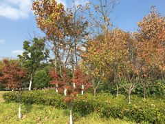 -九里河湿地公园