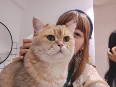 -柴迷FANS CLUB·柴犬狗咖·猫咖