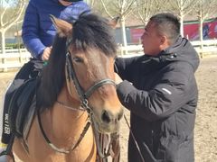 -北京群众马术培训基地