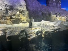 -大阪海游馆