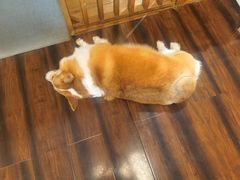 -豆柴町-柴犬主题狗咖(红鼎国际C座店)
