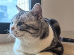 -有喵·猫咖·狗咖·30几只猫10只小狗(岗厦店)