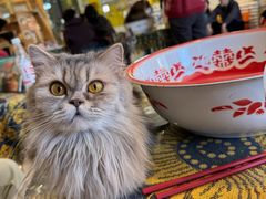 -平行世界·猫咖(首经贸店)