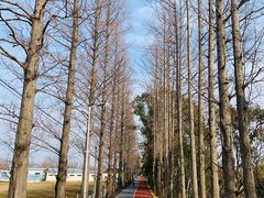 -上海长兴岛郊野公园