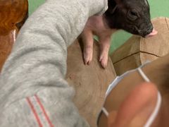 -藦茜花园宠物主题亲子互动体验馆(国顺东路店)