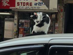 -利强记北角鸡蛋仔(弥敦道店 )