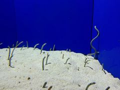 -上海海洋水族馆