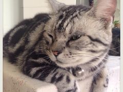 iphone_upload_pic-海边的猫和咖啡馆