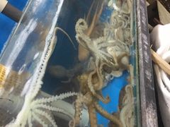 -金明子八带鱼馆(正宗韩国连锁店)