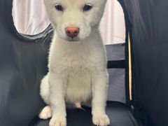 -宠物星动物医院·眼科·异宠·猫科(江南大道总院)