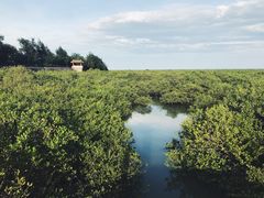 -北海金海湾红树林生态旅游区