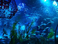 -芜湖新华联大白鲸海洋公园