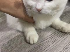 -特一安24小时宠物医院·骨科·中兽医