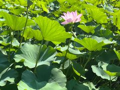 -西青郊野公园