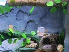-贵州森林野生动物园