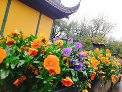 -灵隐飞来峰景区