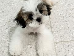-FAELING PETS美天灵宠物(合生汇店)