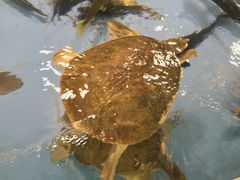 旺顺阁海鲜广场-旺顺阁海鲜广场(亚运村店)
