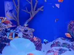 -上海海洋水族馆