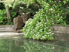 -嘉定紫藤园