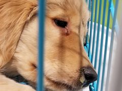 -龟与熊猫宠物公园(南坪店)