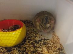 -藦茜花园宠物主题亲子互动体验馆(国顺东路店)