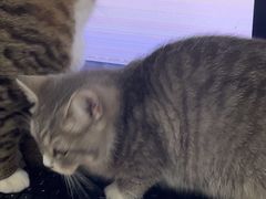 -四月宠物医院·猫专科·心脏专科·内科(转塘店)