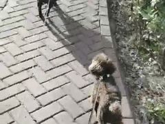 -波姐宠物家庭寄养
