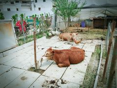 -小鱼草莓采摘园农家乐·小鱼餐厅