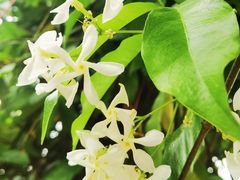 -广西壮族自治区药用植物园