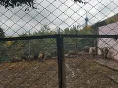 -青藏高原野生动物园