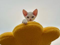 -帕帕拉兹宠物(亚洲旗舰店)