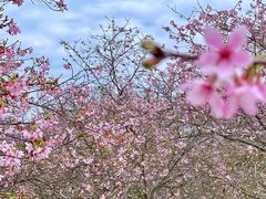 -天适樱花悠乐园