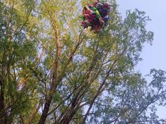 -长白岛森林公园