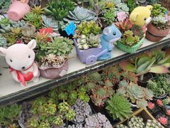 -三圣花乡旅游区