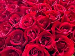 -BLACKSWAN黑天鹅(环球店)