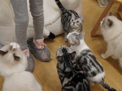 -有喵·猫咖·狗咖·30几只猫10只小狗(岗厦店)