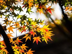 -秋霞圃