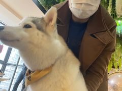 -Husky Go! 哈士奇体验馆·宠物咖啡厅狗咖