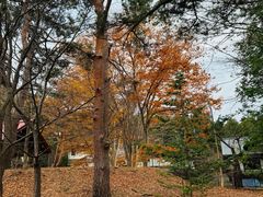 -北海道神宫