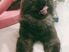 -糯米喵星人·撸猫猫舍咖啡馆(西市场嘉华店)