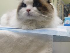 -艾吉宠物医院·疑难杂症转诊中心·猫友好(碧江路院)