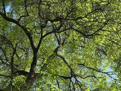 -刘信牛羊肉泡馍小炒(回民街店)