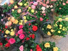 -双季花艺园艺市场(浦东店)